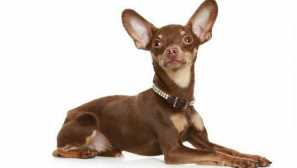 Ваксинация toyteriers